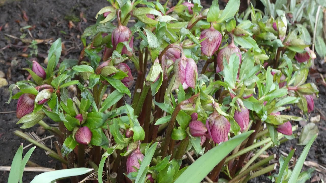 What plants are growing and flowering the Garden in February YouTube