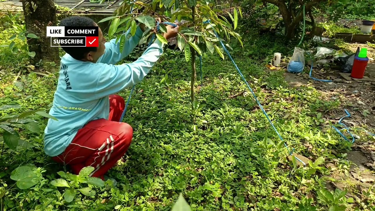 Pembentukan Cabang Sejak Dini ‼️ KEBUN DURIAN TUNGLUR