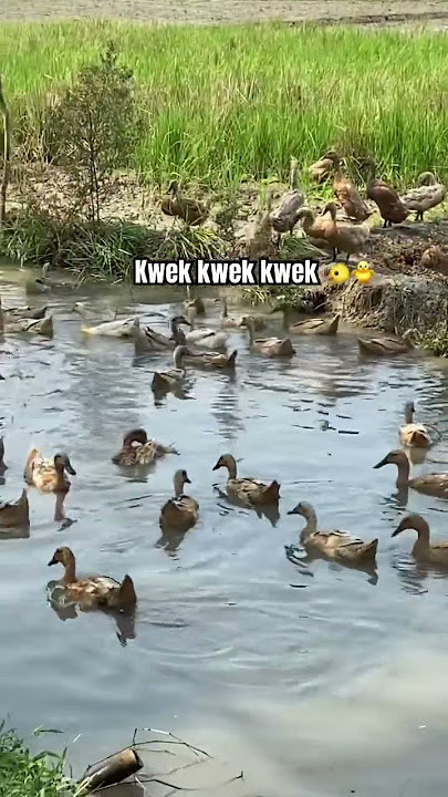 Liat Bebek Berenang di Sawah #bebekberenang