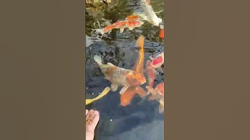 Xây mới hồ cá koi 3 khối . Lọc 3 Ngăn #hocakoi #Shorts