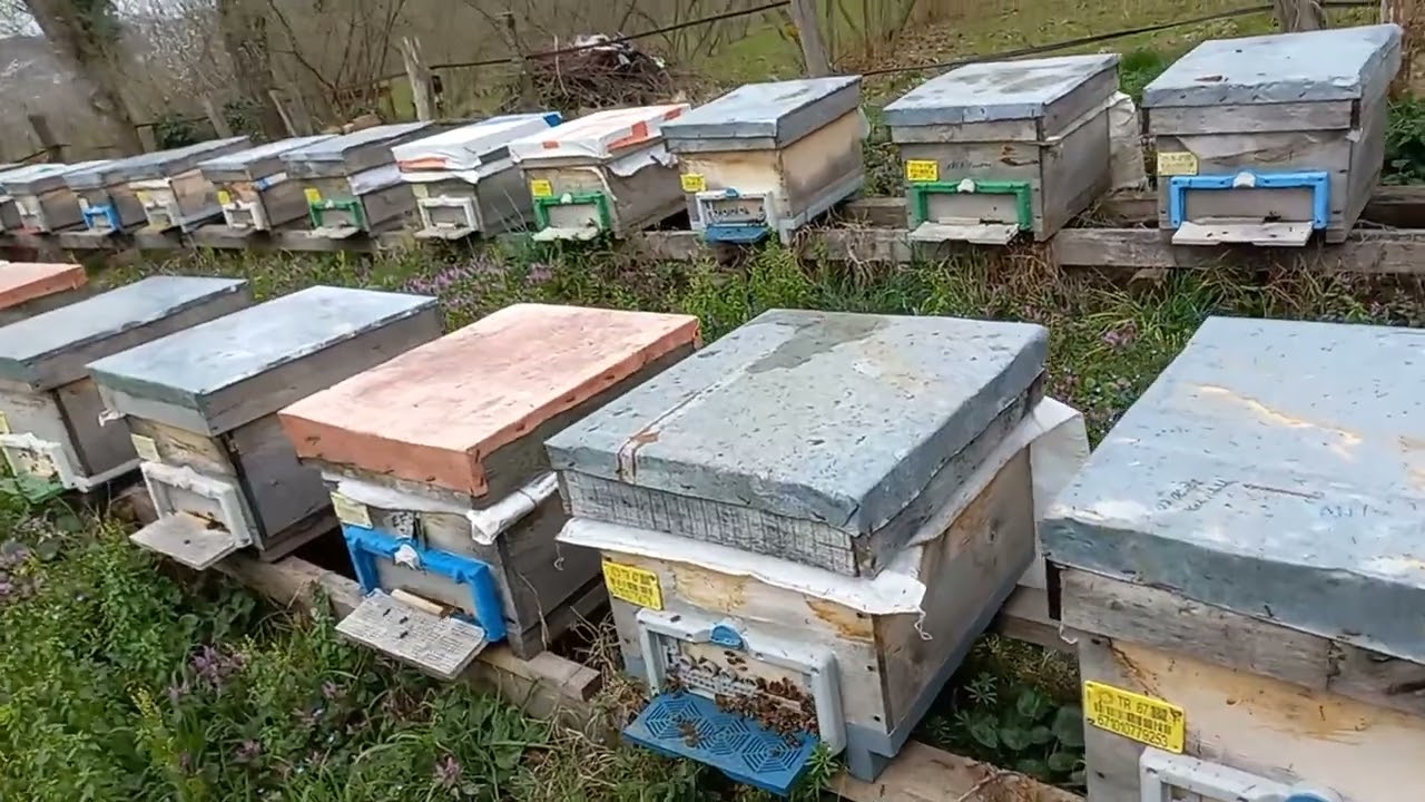 Arıcılıkta Erken ilk bahar beslemesinin önemi ve ilk baharda yapılması gereken hamleler.2 bölüm