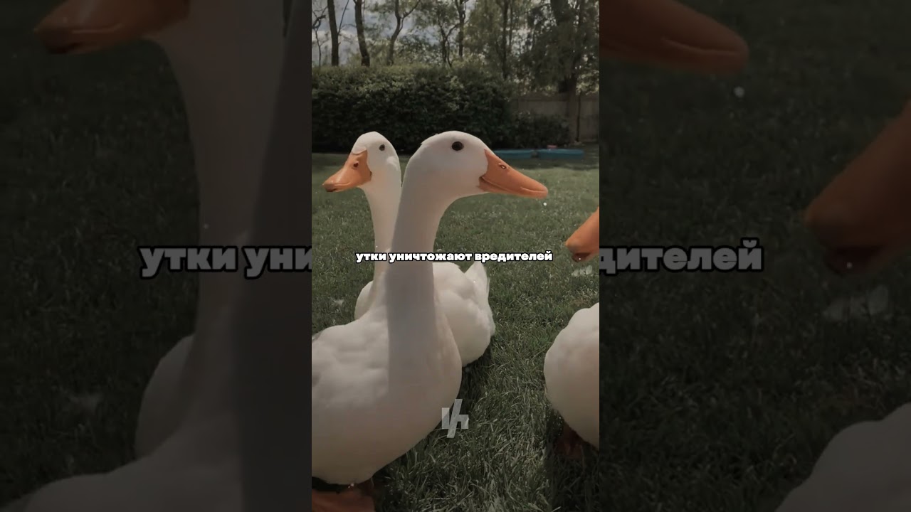 ❗️Секрет метода Айгамо❗️