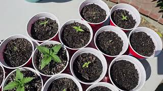 Cannabis Grow Journal 2024 PART: 2