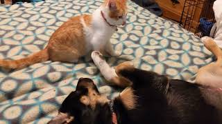 Rescued Cat and Dog love each other!  🐕♥️🐈 by AZDesertRain 292 views 1 year ago 2 minutes, 57 seconds