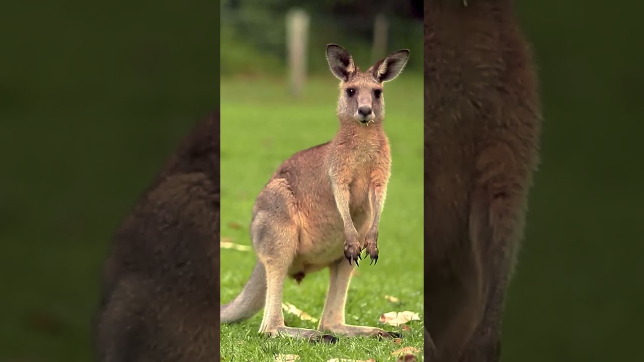 Sandali KangaROOS K-by Deal - Comodi E Leggeri Per Bambini E Ragazzi