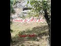 Pani ka Qudrati Chashma | Natural spring of water | Village Vlog | PeerPatta Village KPK , Pakistan