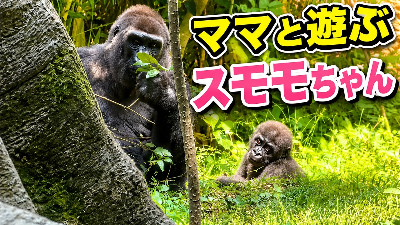 Gorilla ママと遊ぶスモモちゃん【2023年‎6月】【上野動物園】ゴリラ