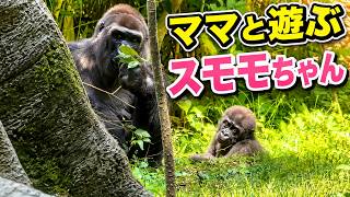 妖艶改　最鏡さぶちゃん ゴリラのため息　さとるちゃんセット Gorilla ママと遊ぶスモモちゃん【2023年‎6月】【上野動物園】ゴリラ