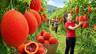 Ripe Red Gac Harvest: Selling Fresh Fruits at Market and Cooking Traditional Sticky Rice