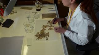 Time-lapse video showing conservation of Tangut documents