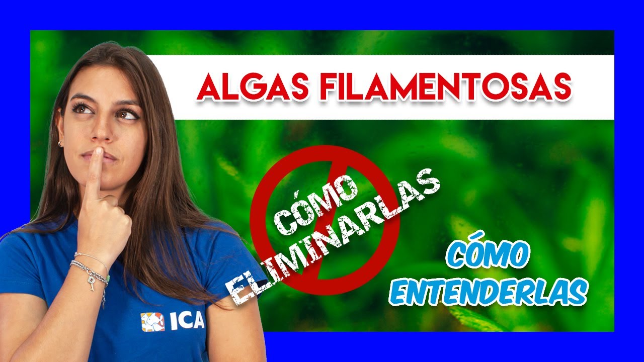 ALGAS FILAMENTOSAS en el ACUARIO de agua dulce - Cómo identificarlas y eliminarlas ❌