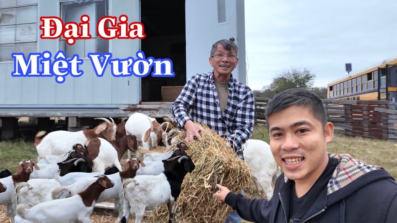 Qua Mỹ 30 Năm Vẫn Thích Về Quê Làm Ruộng Chăn Nuôi