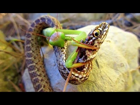 Wideo: Jak Wygląda Modliszka