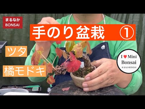 294 ①Hand-sized bonsai, ivy, and imitation orange @bonsai1007