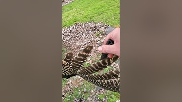 Removing wing feathers from a turkey (the easy way)