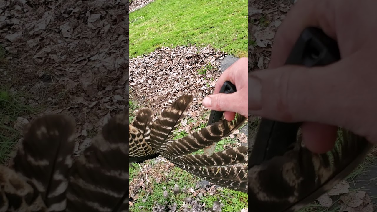 Removing wing feathers from a turkey (the easy way) YouTube