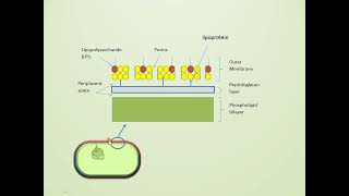 Bacterial Cell Wall Structure, Gram Positive vs Gram Negative
