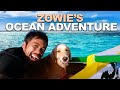 ZOWIE ADVENTURE | GOLDEN RETRIEVER | November 24, 2020