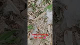 Insects looking for Love 💕#insects #love #sex#virul_love_video#virul_
