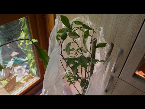Ficus maclellandii. The greenhouse method works!