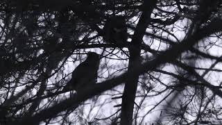 Great Horned Owls Hoot Together In A Duet, 2/4/2026 in Forest Park in St. Louis, Missouri, USA