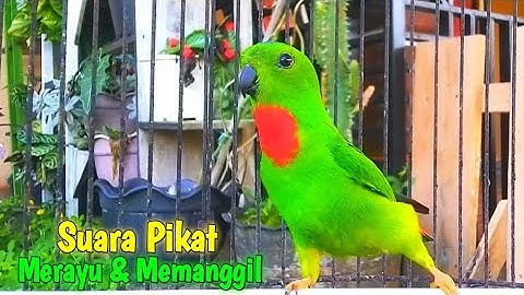 Suara SERINDIT PIKAT Merayu & Memanggil Untuk Pancingan, Terapi Burung Serindit Ombyok & Malas bunyi