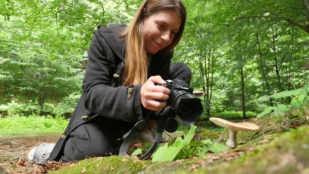 Bukove prašume u Srbiji