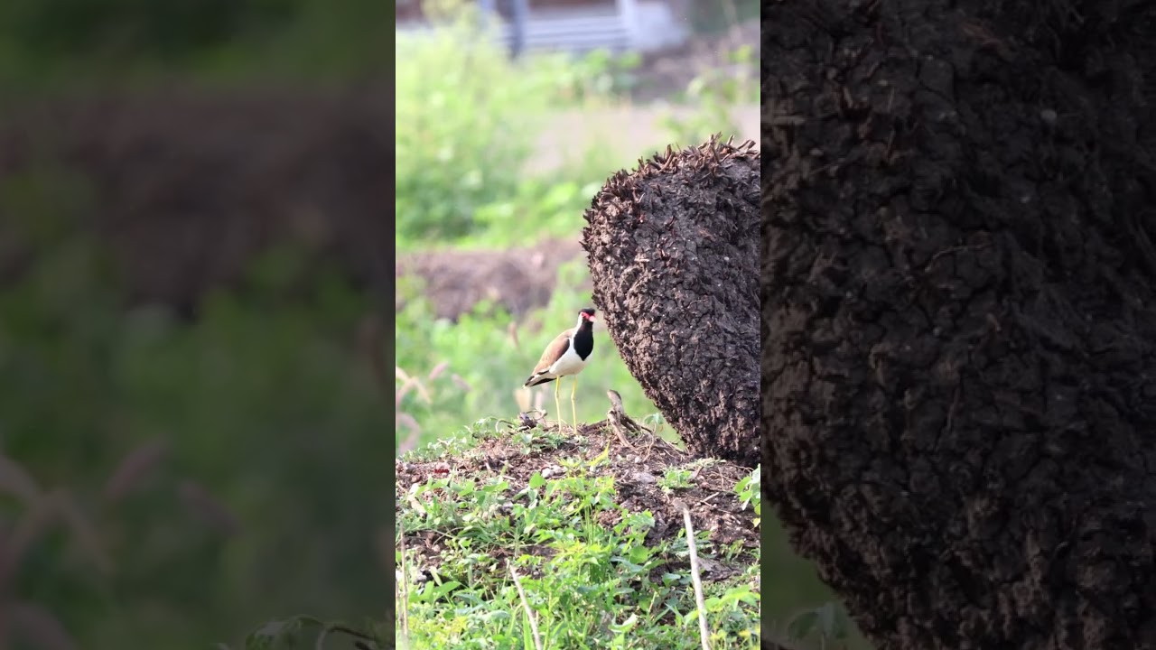 Alert! #shorts Red wattled lapwing call I alert bird! #birdcall #nature #canon #trending #ytshorts