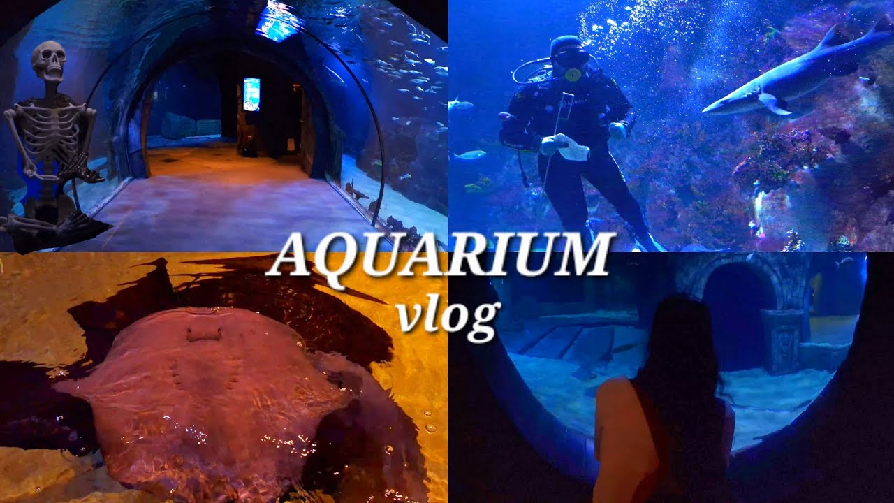 Aquarium vlog/ Izmir🐠🪸🦈 