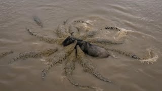 La Peligrosa Travesía de los Ñus - Cruzar el Río de los Cocodrilos #animals #safari #wildlife