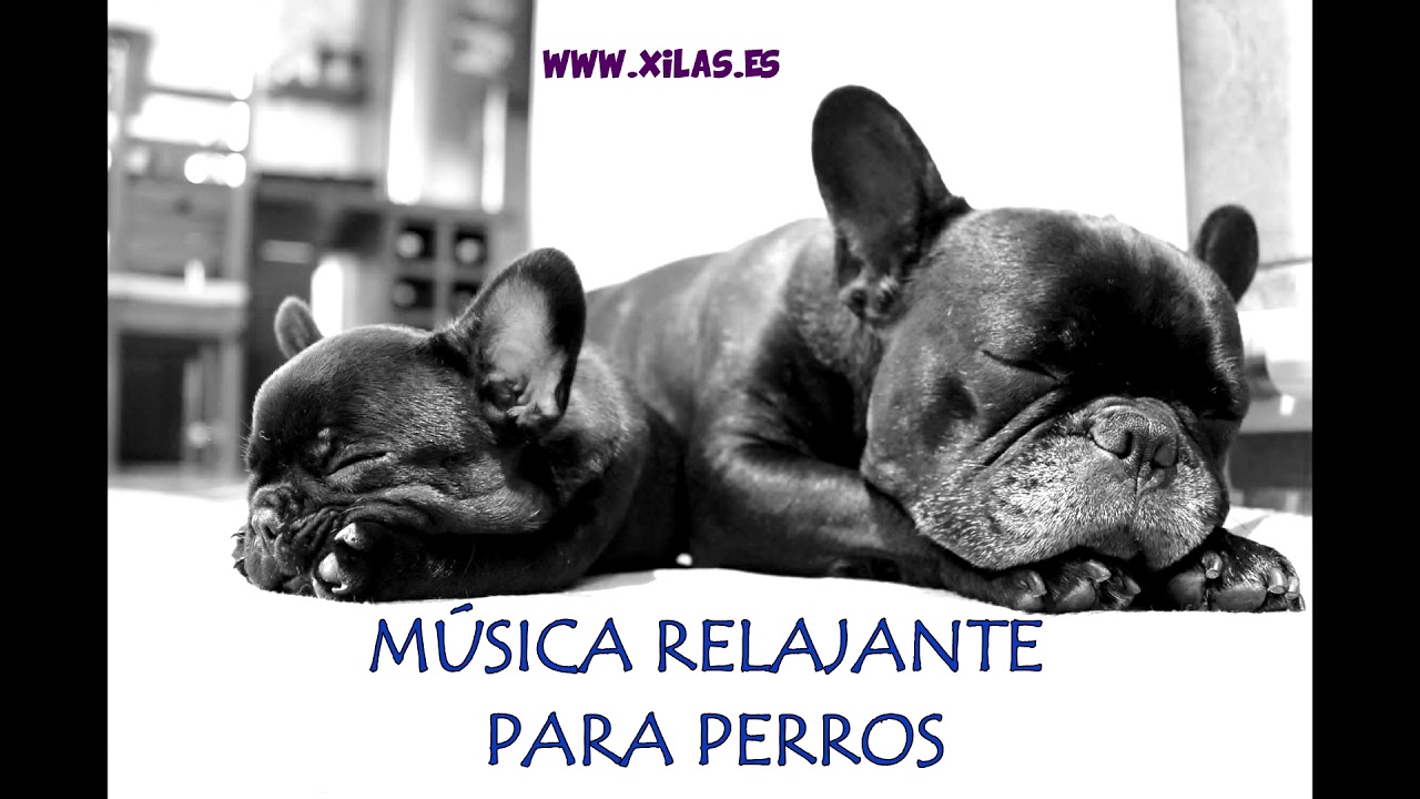 Musica Relajante Perros Reduce Su Ansiedad 4 Horas Ininterrumpidas Youtube
