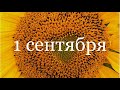 Букеты на 1 сентября Подсолнухи lulanova.ru