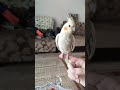 My Cockatiel