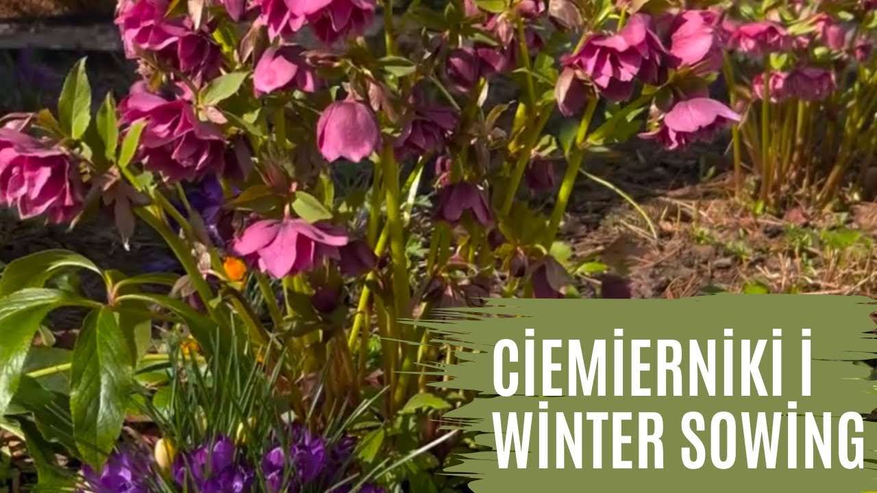 Które ciemierniki obficie się rozmnażają ?  Zimowy wysiew nasion w pojemnikach.