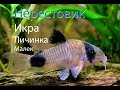 От нерестовика до малька // коридорас панда // 1 часть