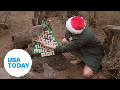 Meerkats, monkeys and lions open holiday treats at London Zoo | USA TODAY