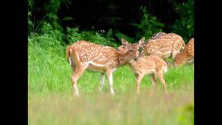 Spotted Deer at Bagmara Community forest chitwan | Chitwan National Park #youtubevideo #youtube