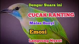 Masteran Burung Cucak ranting !! denger suara ini langsung respon gak lama burung bunyi mp3