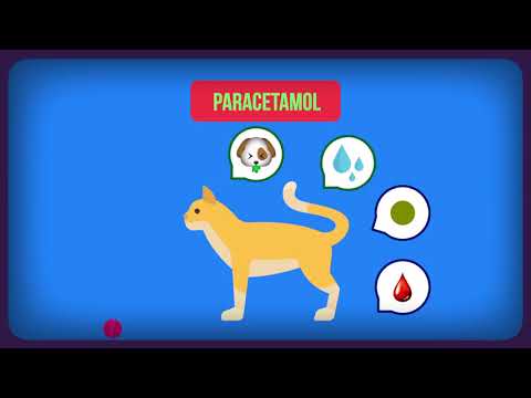 Video: AINE, Antiinflamatorios, Antiinflamatorios Para Gatos, Gatos Con Intoxicación Por Aspirina, Gatos Con Ibuprofeno, Medicamentos AINE