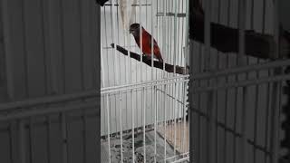 Red siskin dilute suaraaa antik