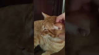sweet baby bito getting love #cat #sweet #cute #kitty #beautiful #tabby #love