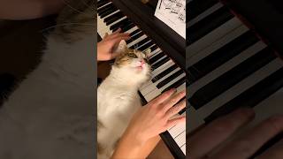 This Cat is Zlatko and He Loves the Piano