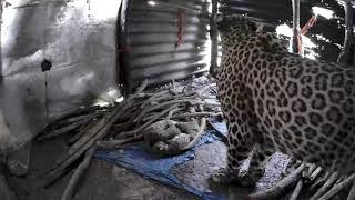 leopard peak a boo moment captured on Hidden cam 😁  Eco Echo Foundation Nashik