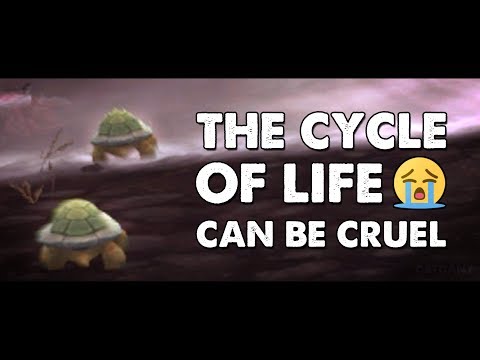 A Turtle Made It to the Water! (Music Video)