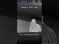 Feral pigeons Nocpix Bolt P25 #thermalscope #airrifle #nocpix