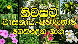 වසනව සහ අවසනව ලබදන ශක නවසට සභ ගස සහ නවසට අසභ ගස - ගපත රහස