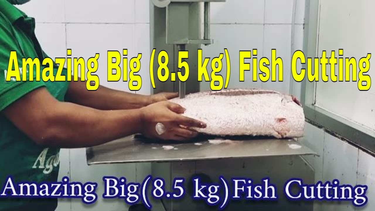 Amazing Big (8.5 kg) Fish Cutting by Machine