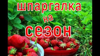 ШПАРГАЛКА по КЛУБНИКЕ! Уход на сезон! От А до Я!