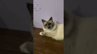 Caught On Cam Kittys Sleepy Yawn