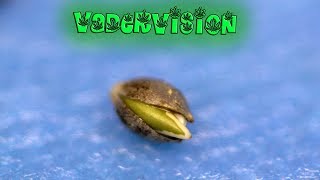 2018 Cali Legal Grow * Day 1 * Paper Towel Method for Cannabis Seeds